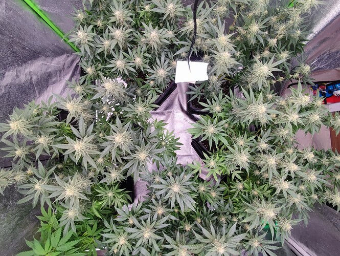 Growreport Bild 11