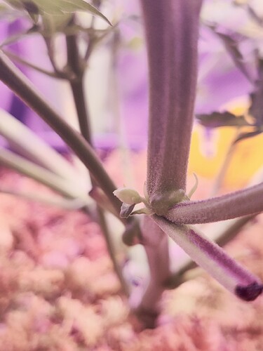 Growreport Bild 1