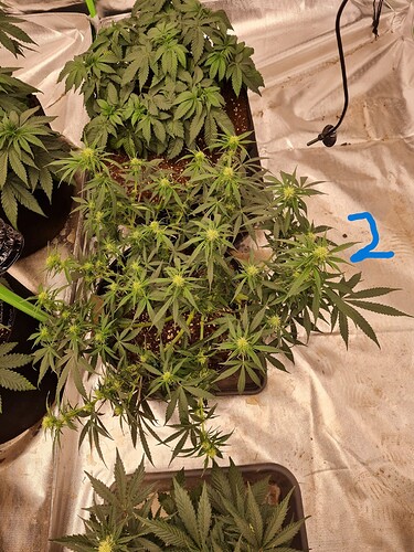 Growreport Bild 5