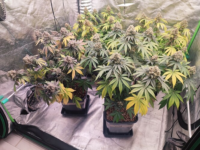 Growreport Bild 102