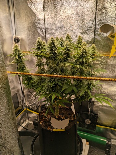 PXL_20240130_213634613