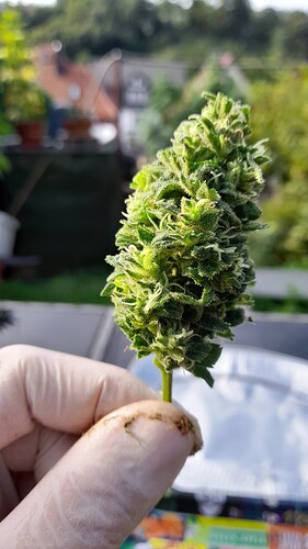 Growreport Bild 3