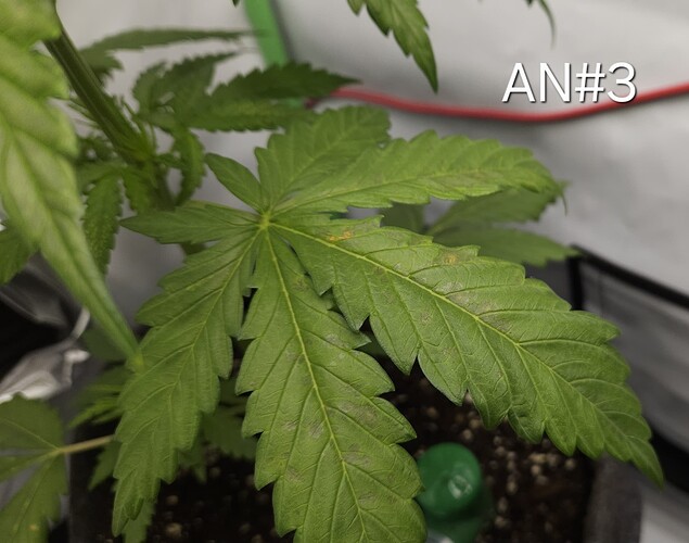 Growreport Bild 8