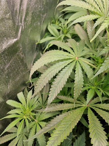 Nahaufnahme von Cannabisblättern im Wuchsstadium, die Anzeichen von Mangelerscheinungen aufweisen.