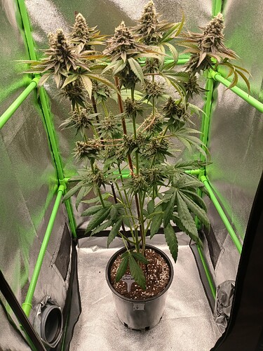 Growreport Bild 44