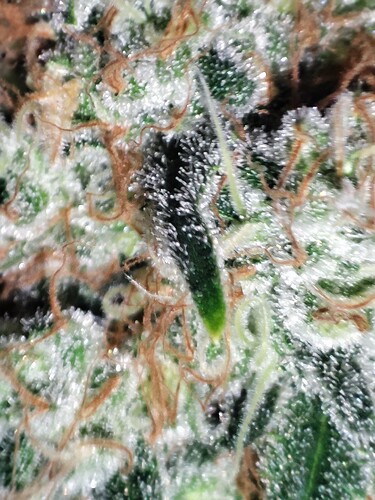 Growreport Bild 52