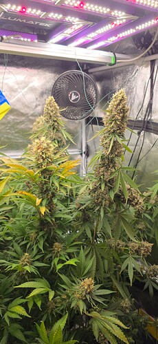 Growreport Bild 73
