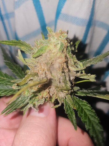 Growreport Bild 2