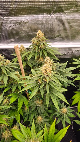 Growreport Bild 16
