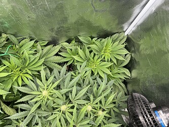 Growreport Bild 5