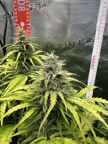 Growreport Bild 17