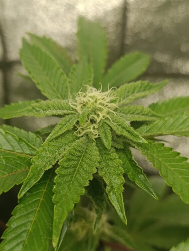 Growreport Bild 6