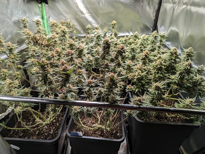 Growreport Bild 1