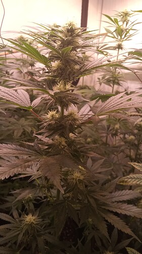 Growreport Bild 30