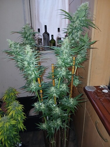 Growreport Bild 2