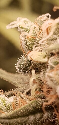 Growreport Bild 9