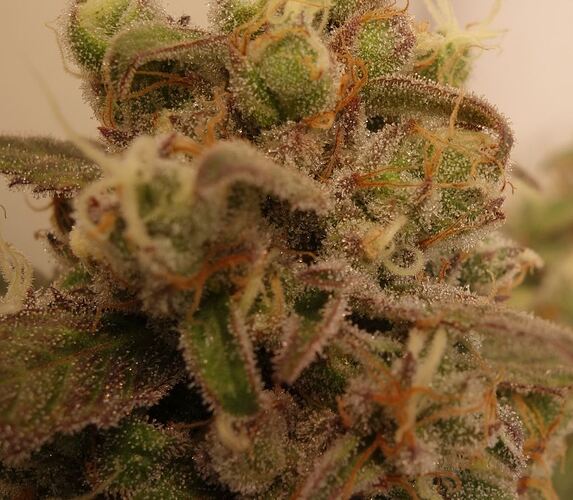 Growreport Bild 8