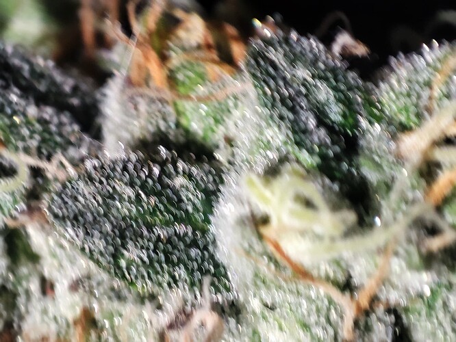 Growreport Bild 50