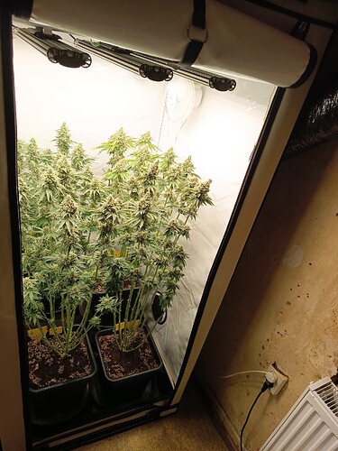 Growreport Bild 4