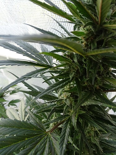 Growreport Bild 13