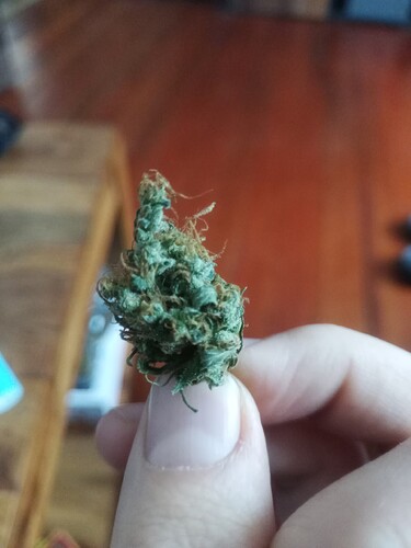Growreport Bild 36