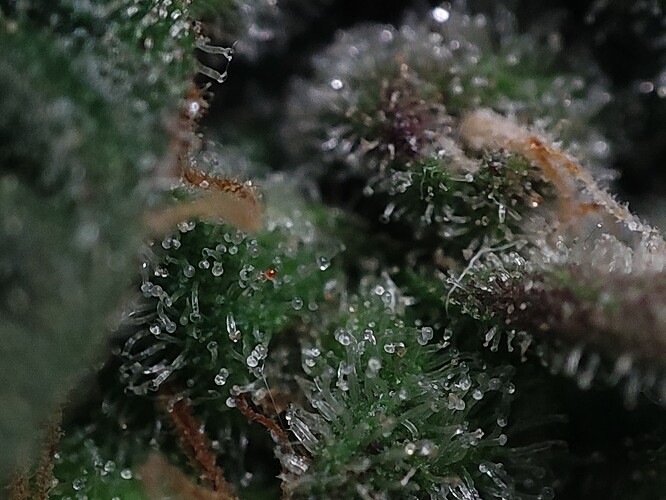 Growreport Bild 46