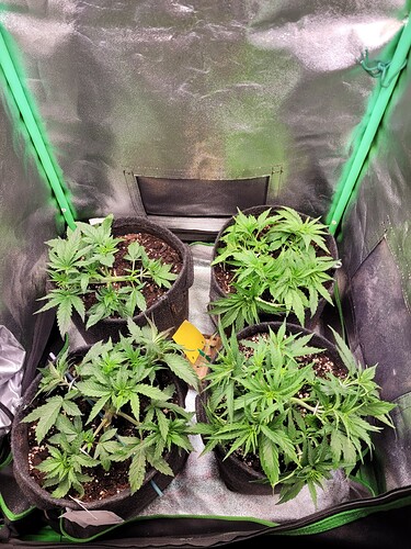 Growreport Bild 6