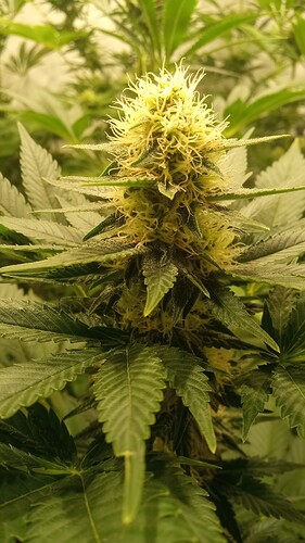Growreport Bild 44