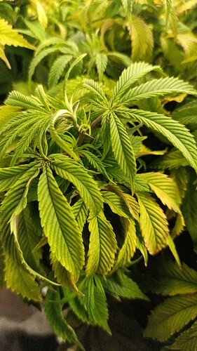 IMG_20250222_163631_6