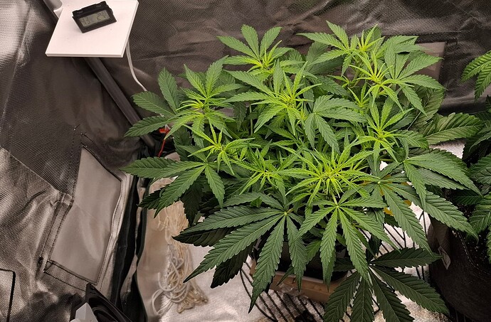 Growreport Bild 1