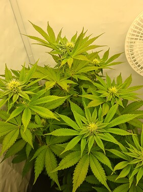 Growreport Bild 2
