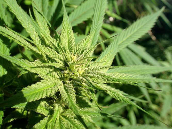 Grow25_1013b_08
