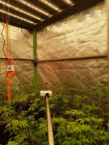 Mehrere junge Cannabispflanzen in einem Zelt unter LED-Beleuchtung, eine Messsonde ist in der Mitte des Bildes zu sehen.