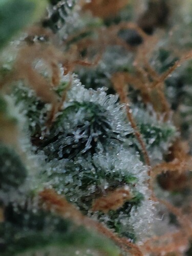 Growreport Bild 33