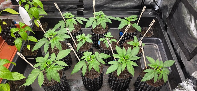 Growreport Bild 16