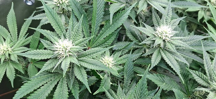 Growreport Bild 2