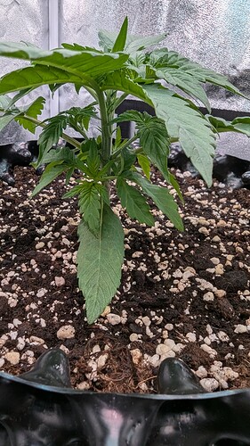 PXL_20240713_155644710