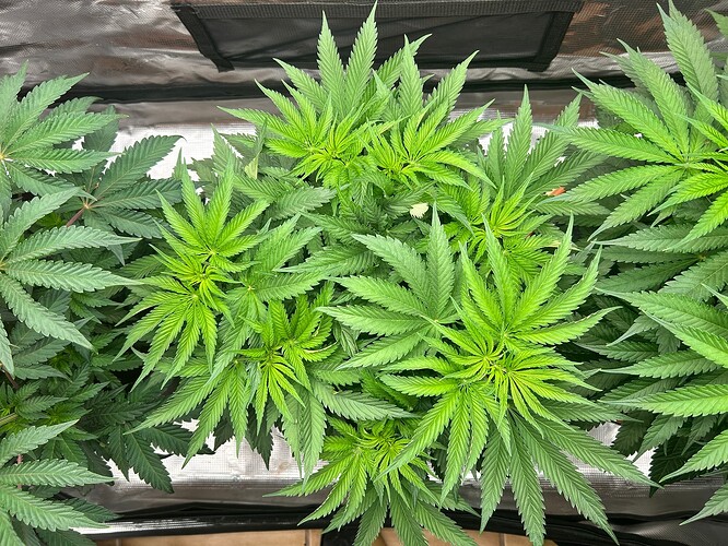 Growreport Bild 4