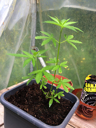 Grow26_0714_11