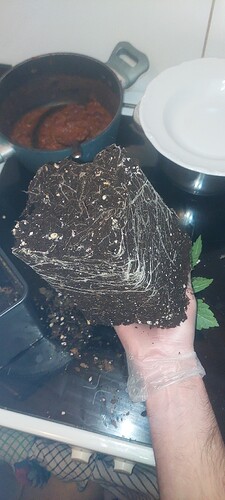 Growreport Bild 9