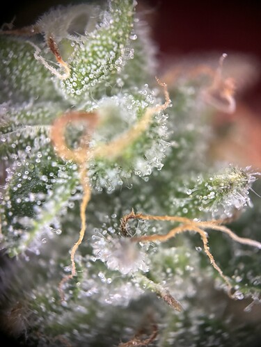 Growreport Bild 33