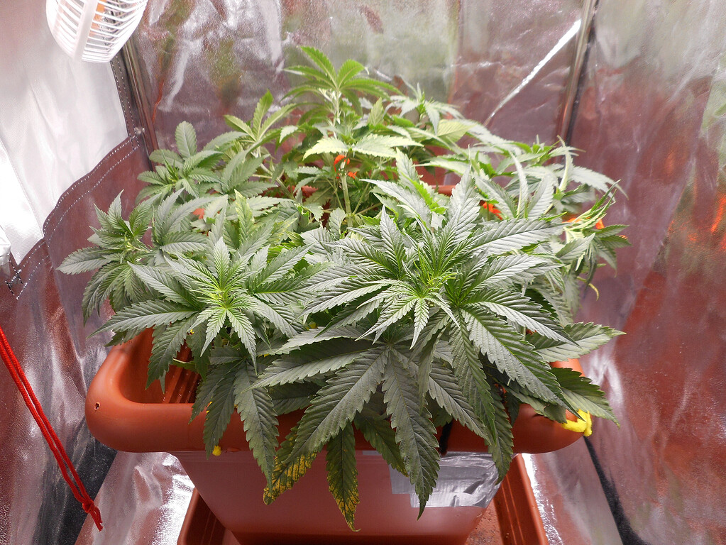 Growreport Serious Seeds CBD-Chronic