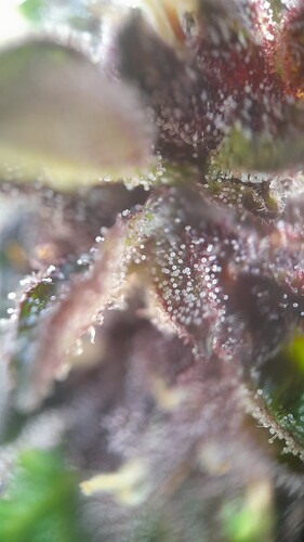 Growreport Bild 33