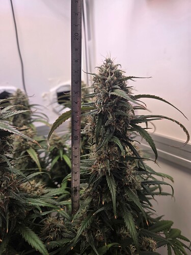 Growreport Bild 8
