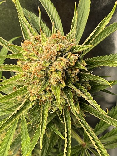 Growreport Bild 8