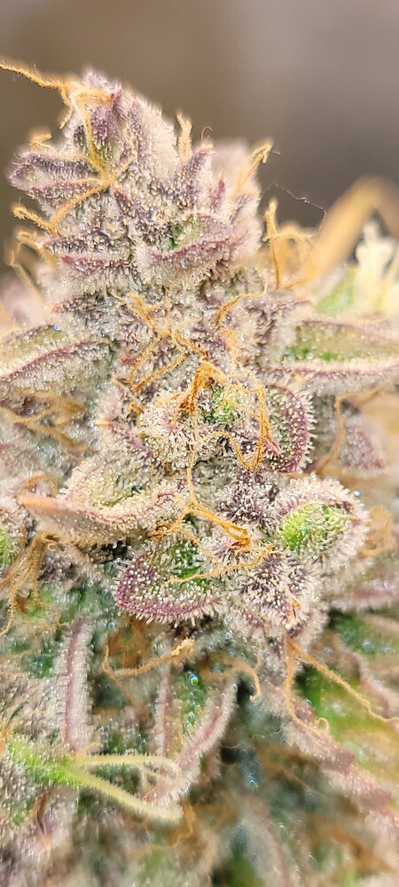 JubiläumsGrow 3 wunderschöne Sorten