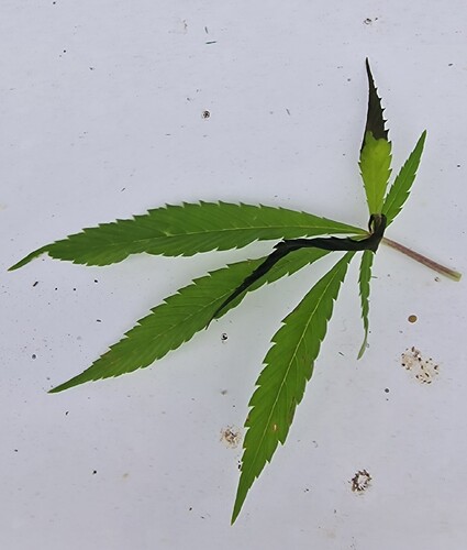 Growreport Bild 5