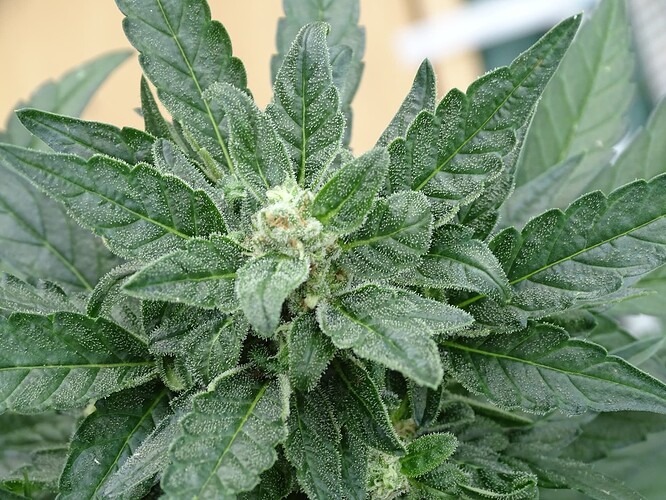 Growreport Bild 6