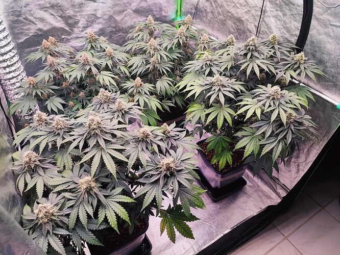 Growreport Bild 3