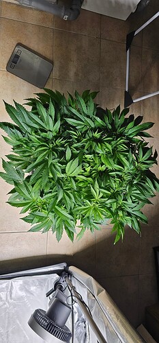 Growreport Bild 15